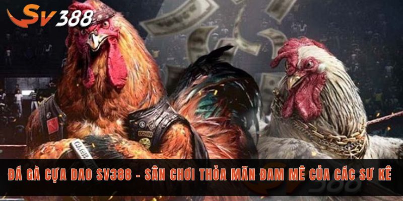 Đá gà cựa dao Sv388