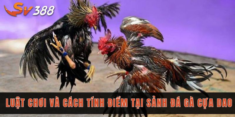 Tìm hiểu về luật chơi và cách tính điểm tại sảnh đá gà cựa dao