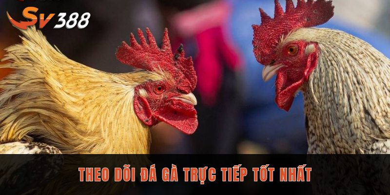 Theo dõi đá gà trực tiếp tốt nhất